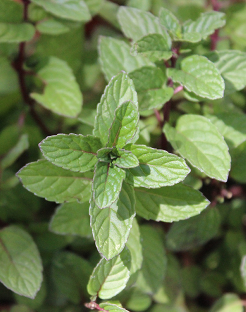 Mentha piperita `Citrata Orange`
